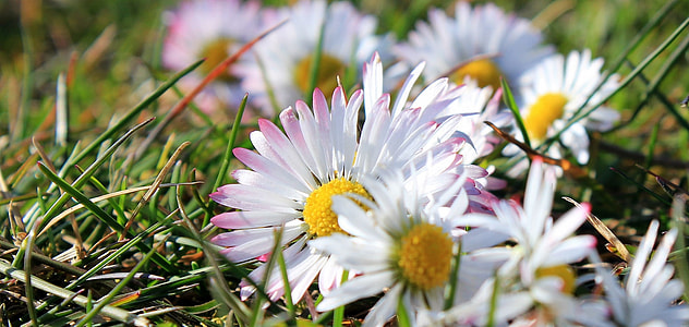 shallow focus photography of white and purple daisy flowers during daytime thumbnail