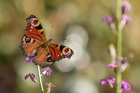 plant, flower, insect, macro thumbnail