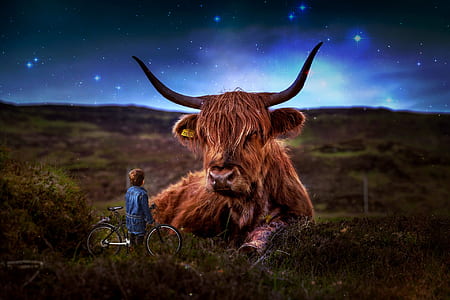 boy with bicycle staring at West Highland cattle thumbnail