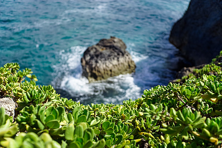 green plants above body of water thumbnail