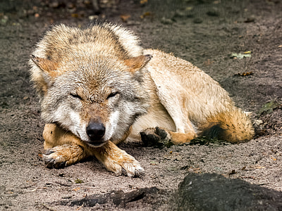 brown and white wolf sleeping on brown sand thumbnail