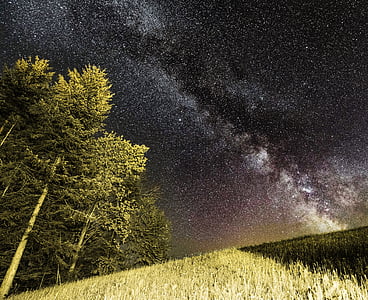 low angle photography of trees on hill under black sky thumbnail
