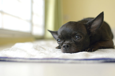 smooth black Chihuahua puppy lying on white mat thumbnail