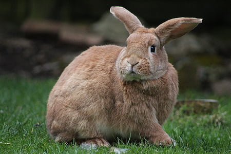 brown rabbit on green lawn thumbnail