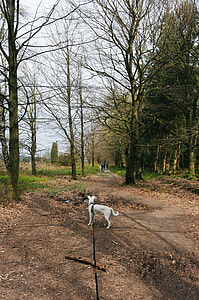 Walking a dog thumbnail