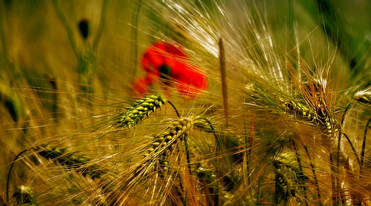 wheat in macro photography thumbnail