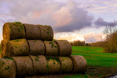 Green Sod thumbnail