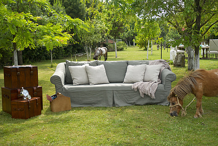 grey couch beside brown horse outdoors thumbnail