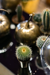 Golden ornamental pumpkins with cactuses thumbnail