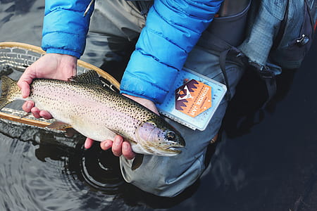 person holding grey and black spotted fish thumbnail