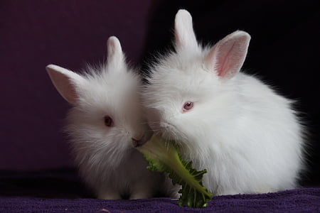two white rabbits thumbnail