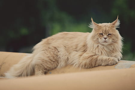 Shallow Focus Photography Of Cat thumbnail