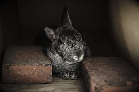 gray rabbit sleeping near brick thumbnail