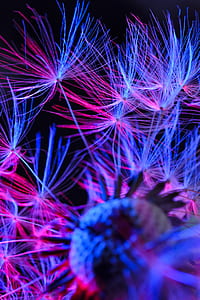 blue and pink dandelion wallpaper thumbnail