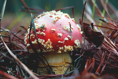 close-up photography of red mushroom thumbnail