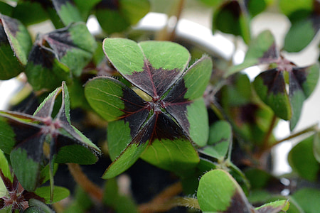 closeup photo of green leafed plant thumbnail