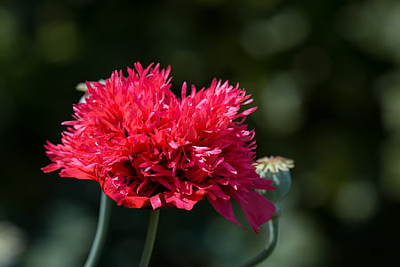 red poppy flower closeup photography thumbnail