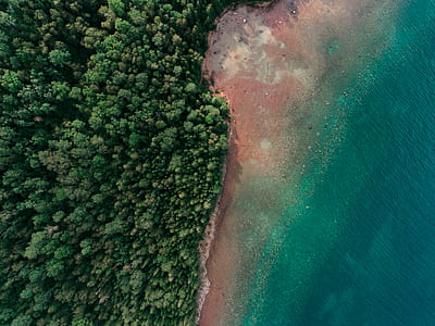 green trees beside sea aerial photography at daytime thumbnail