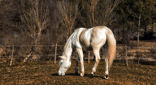 white horse thumbnail