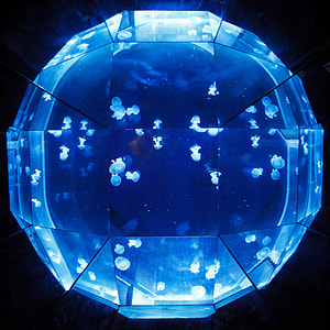 jellyfish thumbnail
