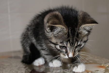 brown tabby kitten looking downwards thumbnail