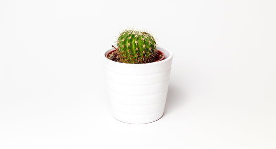 cactus plant in white vase thumbnail