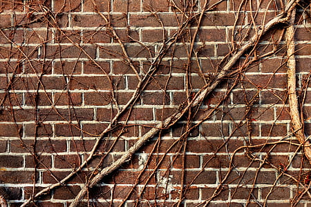 tree trunks on shingle wall thumbnail