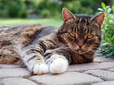 brown cat lying on floor thumbnail