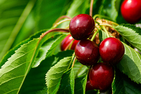 kerson fruit thumbnail