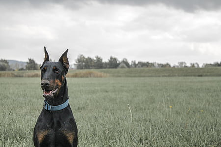 black and rust Doberman pinscher sitting on grass field thumbnail