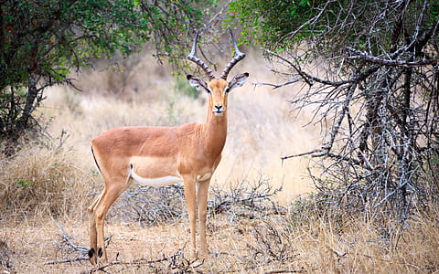 brown gazelle deer standing near bare tree thumbnail