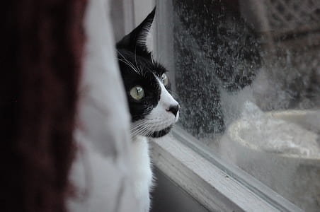 black and white cat on window thumbnail