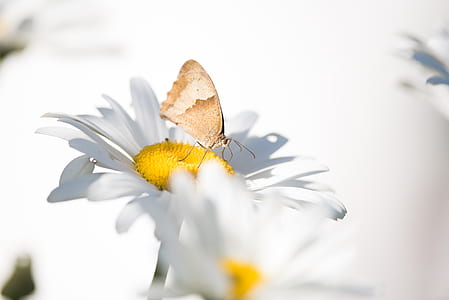 selective focus photography of brown and white butterfly on white daisy flower thumbnail