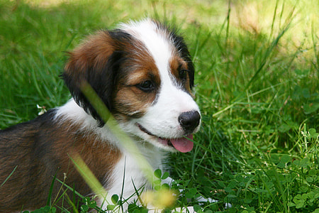 black, brown, and white puppy lying on green grass thumbnail