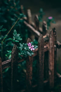purple flowers thumbnail
