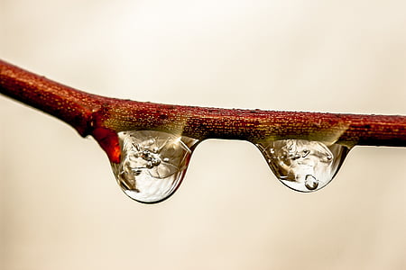 teardrop on tree branch thumbnail