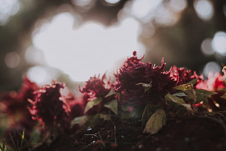Close-up Photography of Red Flowers thumbnail