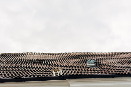 Cat on a roof thumbnail