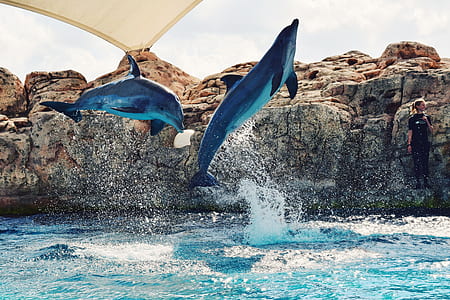 two dolphins on air near stone formation thumbnail