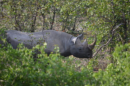 rhino surrounded by trees thumbnail