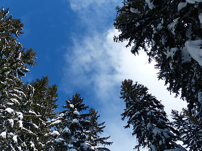 green leafed trees thumbnail