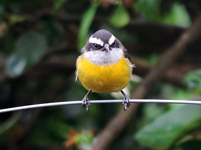 yellow and black bird on wire thumbnail