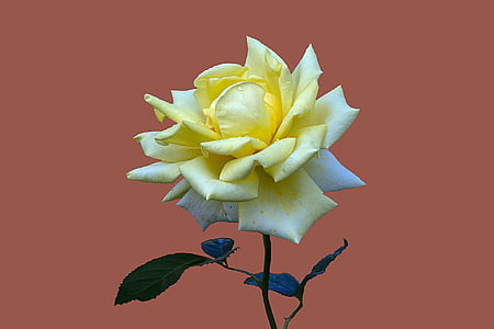 yellow and white rose flower thumbnail