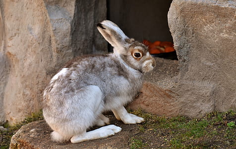 white and brown rabbit on brown rock thumbnail