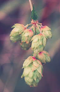 selective focus photography of green fruits thumbnail