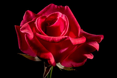 closeup photo of red rose flower in bloom thumbnail