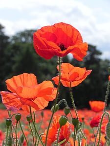 red poppy flowers in bloom thumbnail