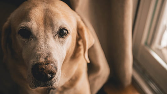 adult yellow Labrador retriever thumbnail