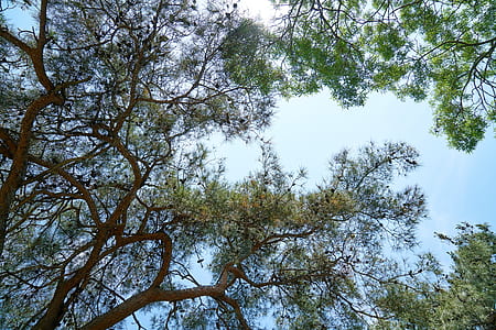 low angle photography of green trees thumbnail