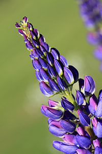 selective focus photo of purple foxtail lily flower thumbnail